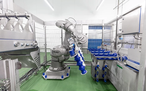 Innovation: Stäubli Six-axis Robot Automates Sausage Production